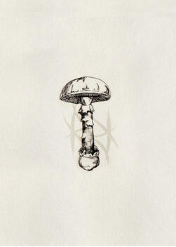 Digital media, Procreate