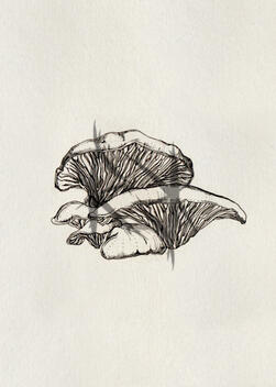 micron pen, oyster mushroom